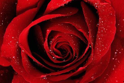 娱乐吃瓜酱带刺的玫瑰,揭秘带刺玫瑰背后的故事