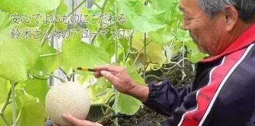 娱乐圈密集性吃瓜,瓜田李下，揭秘明星们的秘密花园