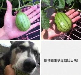 吃瓜娱乐图片搞笑版大全,笑料横生！吃瓜娱乐搞笑图片大盘点