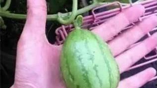 吃瓜娱乐图片搞笑版大全,笑料横生！吃瓜娱乐搞笑图片大盘点